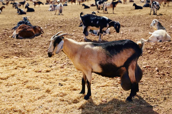 Большая коза для сыра Fuerteventura — стоковое фото