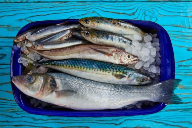 Fresh fish hake seabass sardine mackerel anchovies clipart