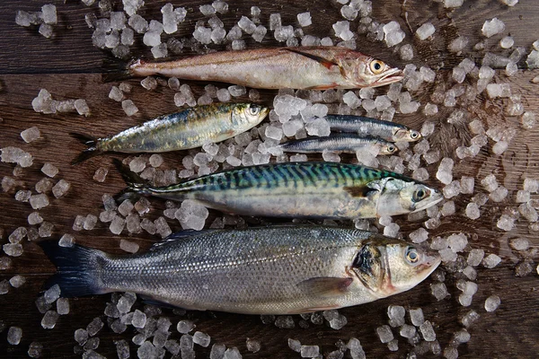 Fresh fish hake seabass sardine mackerel anchovies — Stock Photo, Image