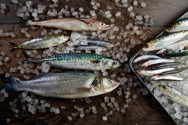 Čerstvé ryby štikozubce Mořský vlk sardinek makrely ančovičky — Stock fotografie