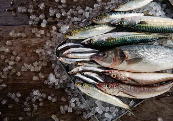 Fresh fish hake seabass sardine mackerel anchovies — Stock Photo, Image