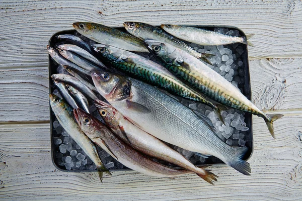 Fresh fish hake seabass sardine mackerel anchovies — Stock Photo, Image