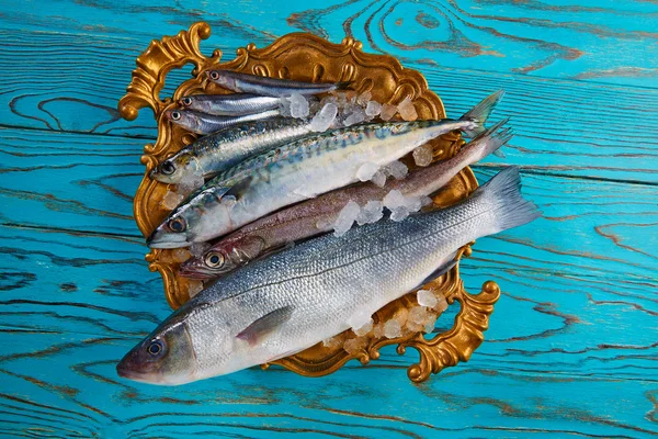Φρέσκο ψάρι λαβράκι μπακαλιάρος, σαρδέλα σκουμπρί αντσούγιες — Φωτογραφία Αρχείου