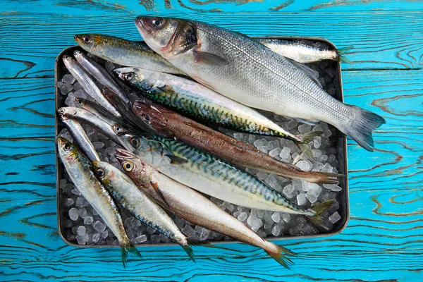 Fresh fish hake seabass sardine mackerel anchovies — Stock Photo, Image