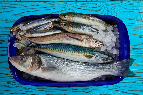 Strzępiel morszczuk ryby świeże sardynki makrela anchois — Zdjęcie stockowe