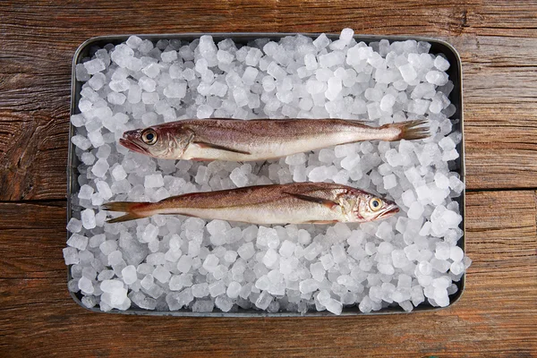 Hake fish on ice side view — Stock Photo, Image