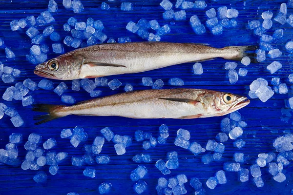 Peixe de pescada na vista lateral do gelo — Fotografia de Stock
