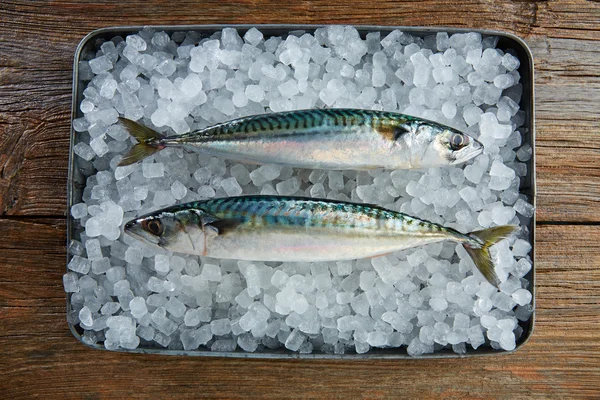 Makrely čerstvých ryb na LED — Stock fotografie