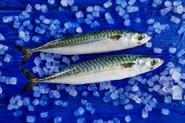 Макрель свіжа риба на льоду — стокове фото