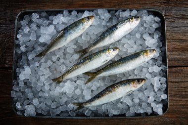 Buz üzerinde sardalye taze balıklar