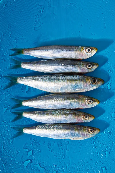 Sardine fishes in a row on blue wet background — Stock Photo, Image