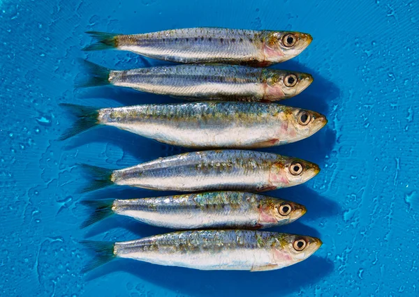 Peces de sardina en fila sobre fondo azul húmedo — Foto de Stock