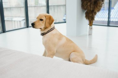 Labrador Retriever evde yerde yatıyor..