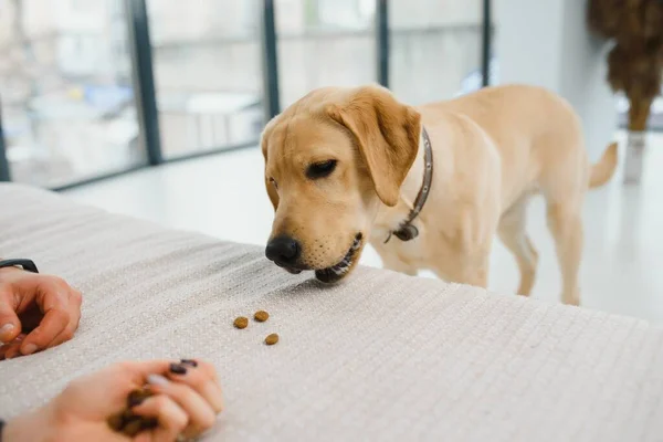 The beige dog on a white sofa is eating grilled meat from a square plate that is on a wooden bed tray. A glass of cold juice is next to him.