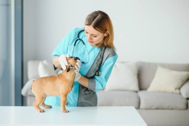 Neşeli, genç bir veteriner güzel bir köpeğe bakıyor ve onu muayene ediyor.