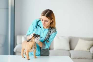 Güzel bayan veteriner klinikte köpeğini muayene ediyor.