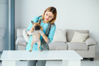 Neşeli, genç bir veteriner güzel bir köpeğe bakıyor ve onu muayene ediyor.