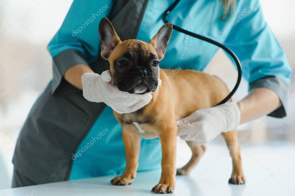 Female Vet Examining French Bulldog With Stethoscope On Bed