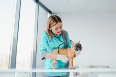 Neşeli, genç bir veteriner güzel bir köpeğe bakıyor ve onu muayene ediyor.