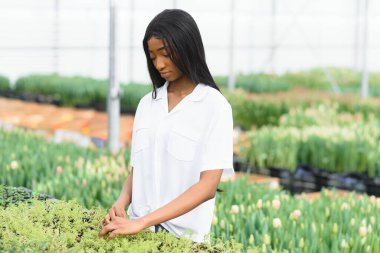 Tarım yönetimi. Gülümseyen Afrikalı Amerikalı kız, seradaki, yan manzaradaki, serbest alandaki çiçeklerin fotoğrafını çekiyor.