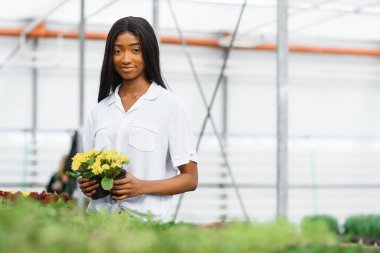 Tarım yönetimi. Gülümseyen Afrikalı Amerikalı kız, seradaki, yan manzaradaki, serbest alandaki çiçeklerin fotoğrafını çekiyor.