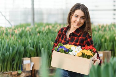 Güzel, genç, gülümseyen bir kız, serada çiçekli bir işçi. Serada konsept iş, çiçekler. Boşluğu kopyala, lale bahçesi