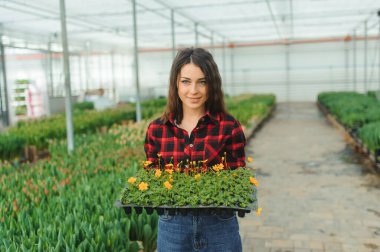 Güzel, genç, gülümseyen bir kız, serada çiçekli bir işçi. Serada çalışmak, çiçekler....