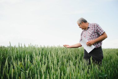 Buğday tarlasında buğdayı denetleyen kıdemli adam.
