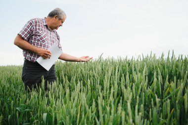 Tecrübeli ve kendinden emin çiftçi kendi sahasında duruyor. Buğday tarlasında kıdemli çiftçi portresi.