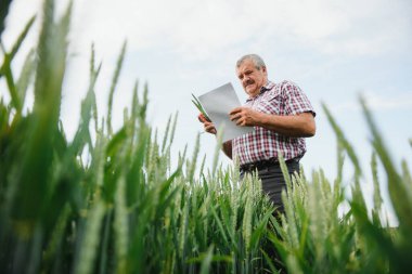 Yeşil buğday tarlasında duran kıdemli çiftçinin portresi.