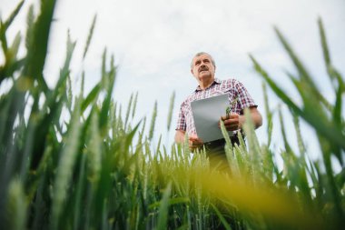 Tecrübeli ve kendinden emin çiftçi kendi sahasında duruyor. Buğday tarlasında kıdemli çiftçi portresi.
