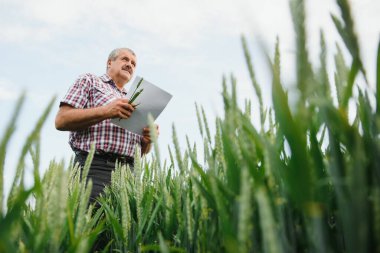 Tecrübeli ve kendinden emin çiftçi kendi sahasında duruyor. Buğday tarlasında kıdemli çiftçi portresi.