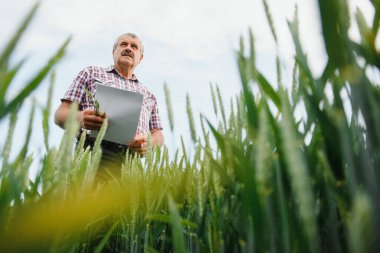 Uzaktan bakan buğday tarlasında kıdemli çiftçi tarımcısının portresi. Başarılı organik gıda üretimi ve yetiştirilmesi.