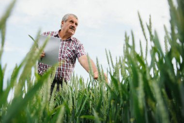 Buğday tarlasında buğdayı denetleyen kıdemli adam.
