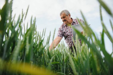 Tecrübeli ve kendinden emin çiftçi kendi sahasında duruyor. Buğday tarlasında kıdemli çiftçi portresi.