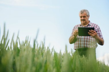 Yeşil buğday tarlasında duran kıdemli çiftçinin portresi.