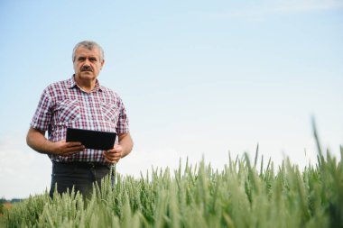 Tarım mühendisi saha teftişinde. Çiftçi elinde klasörle buğday tarlasında duruyor Hasatı kontrol ediyor.