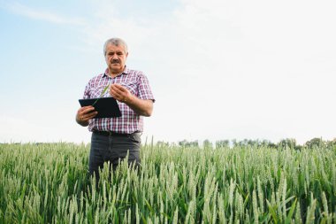 Kıdemli çiftçi elinde tabletle buğday tarlasında duruyor ve gün boyunca mahsulü inceliyor..