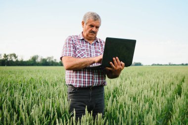 Dizüstü bilgisayarı olan çiftçi tarlada buğday denetliyor.