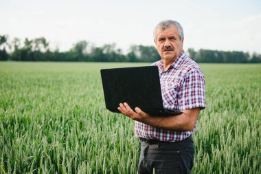 Kıdemli çiftçi, genç buğday şirketini inceliyor ve dizüstü bilgisayarına bakıyor..