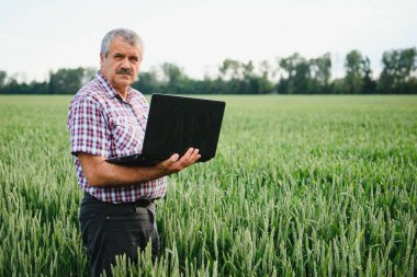 Kıdemli çiftçi, genç buğday şirketini inceliyor ve dizüstü bilgisayarına bakıyor..