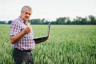 Dizüstü bilgisayarı olan çiftçi tarlada buğday denetliyor.