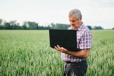 Dizüstü bilgisayarı olan çiftçi tarlada buğday denetliyor.