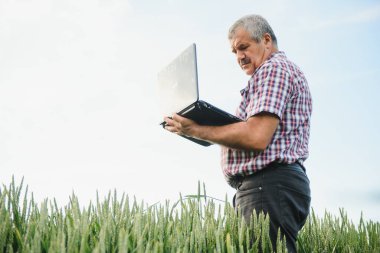 Dizüstü bilgisayarı olan çiftçi tarlada buğday denetliyor.