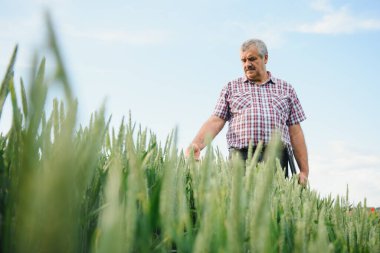 Tecrübeli ve kendinden emin çiftçi kendi sahasında duruyor. Buğday tarlasında kıdemli çiftçi portresi.