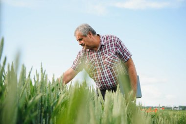 Buğday tarlasında buğdayı denetleyen kıdemli adam.