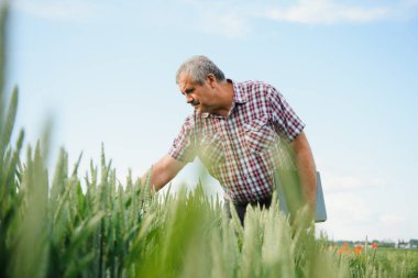 Yeşil buğday tarlasında duran kıdemli çiftçinin portresi.