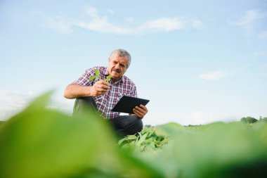 Tarlada yeşil soya bitkisini inceleyen çiftçi ya da tarım uzmanı.