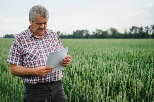 Portret Van Een Oudere Landbouwer Het Veld Van Groene Tarwe — Stockfoto