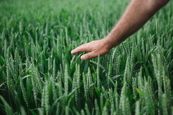 Gerst Spruiten Hand Van Een Boer Boer Wandelen Door Veld — Stockfoto